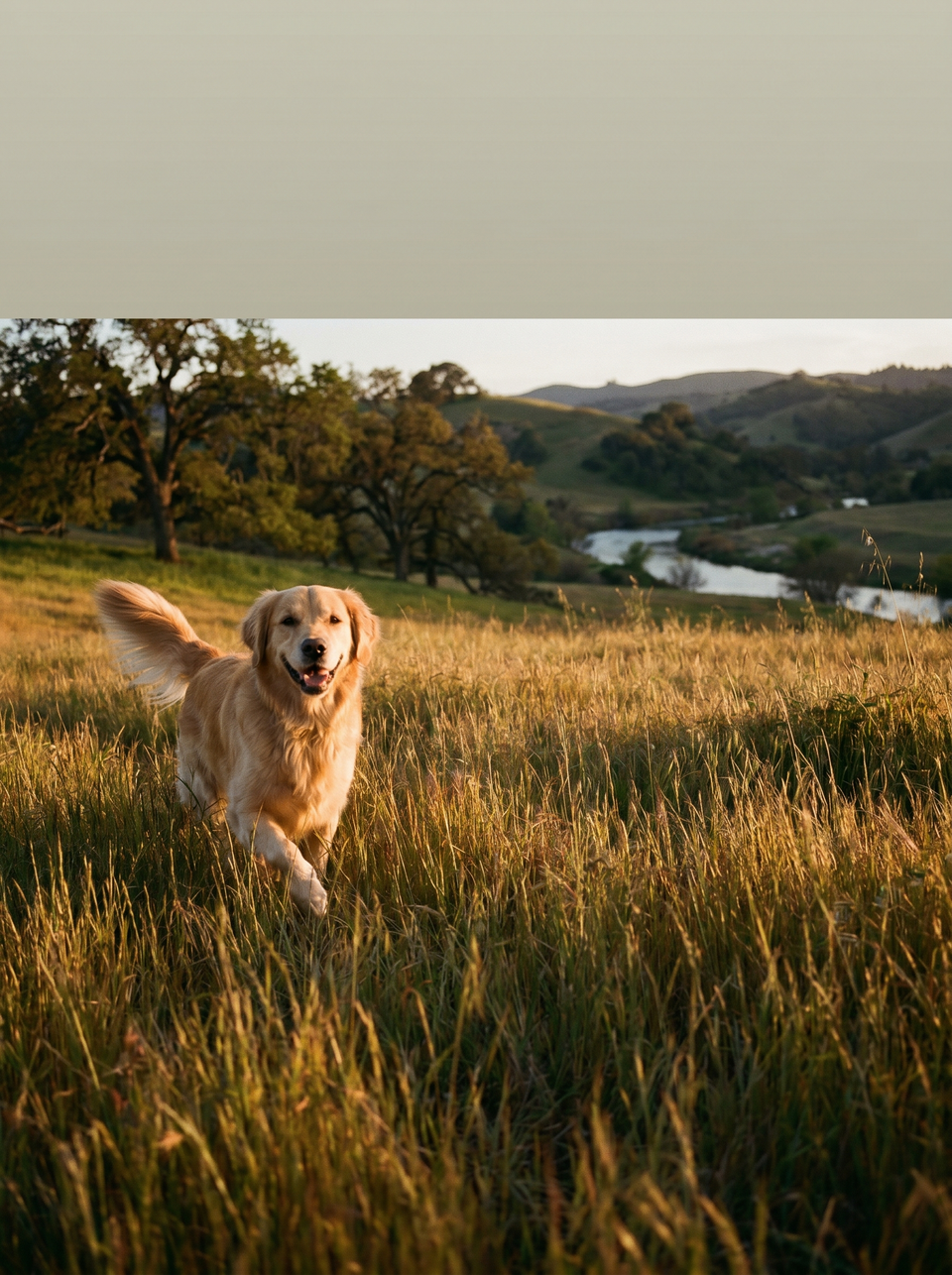 Happy pet