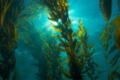 Brown Algae