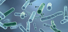 Probiotics