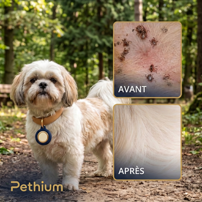 Pethium Aura