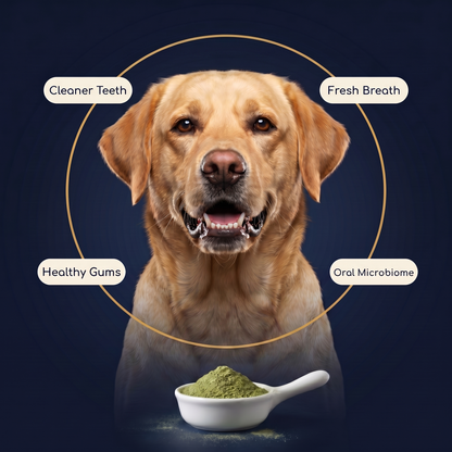 Pethium® Dental Shield – Oral Microbiome Reset For Dogs