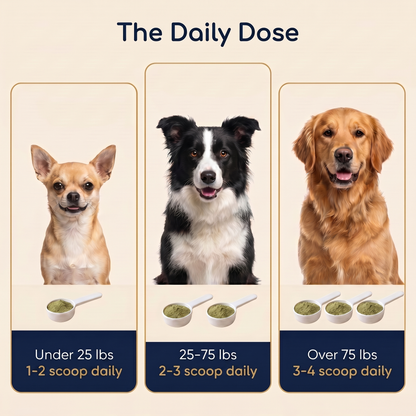 Pethium® Dental Shield – Oral Microbiome Reset For Dogs